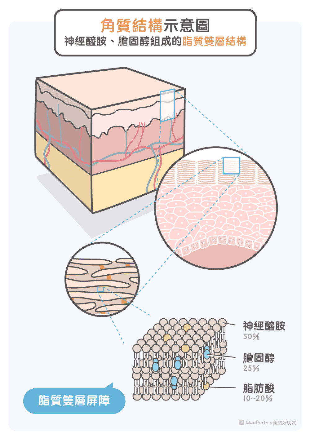 角質結構與神經醯胺、膽固醇的脂質雙層結構