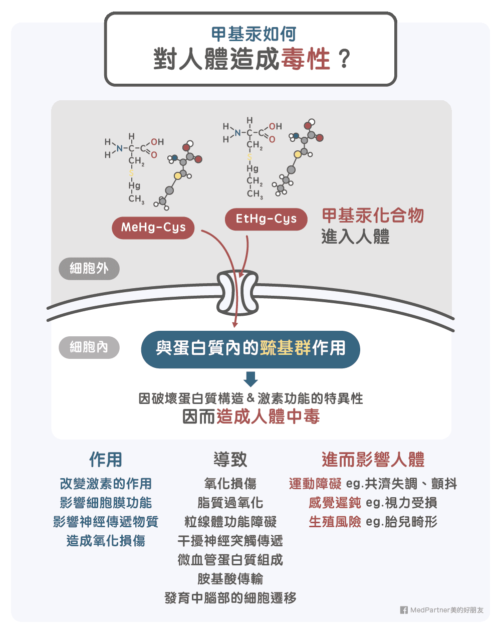 甲基汞如何對人體造成毒性