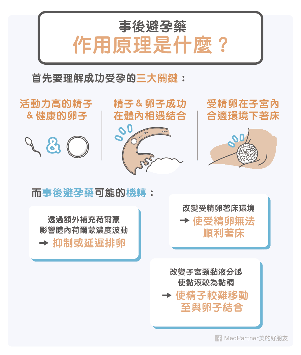 事後避孕藥的作用原理