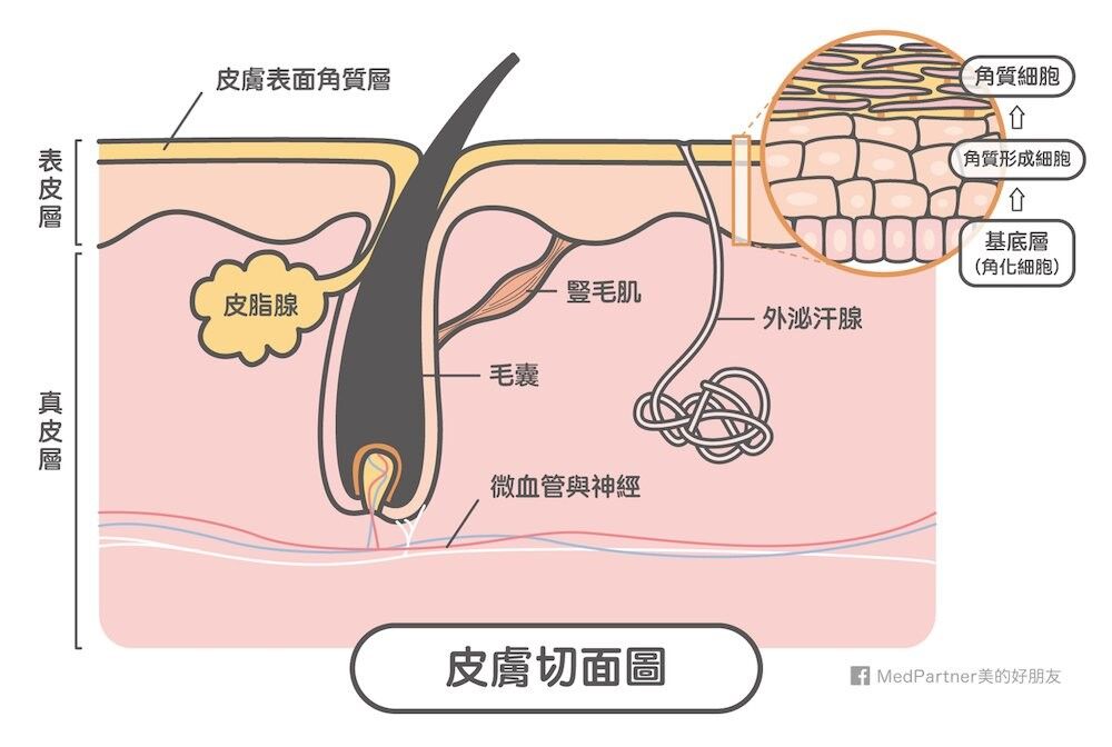 皮膚切面圖