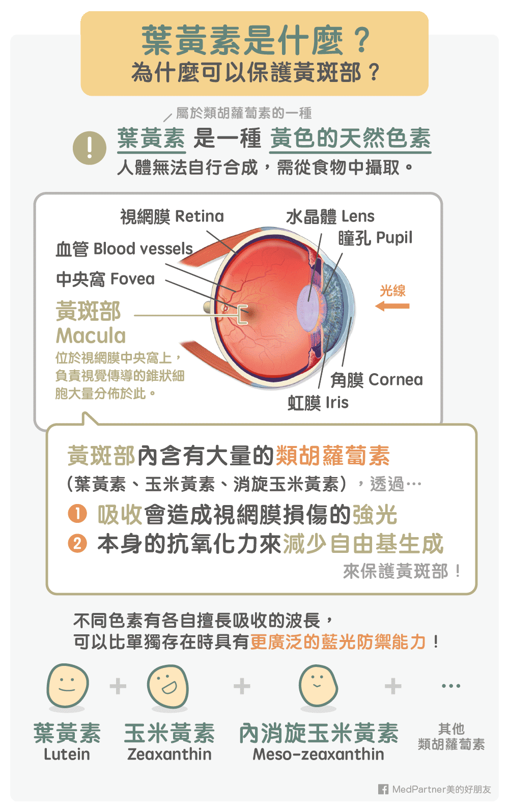 葉黃素保護黃斑部原理