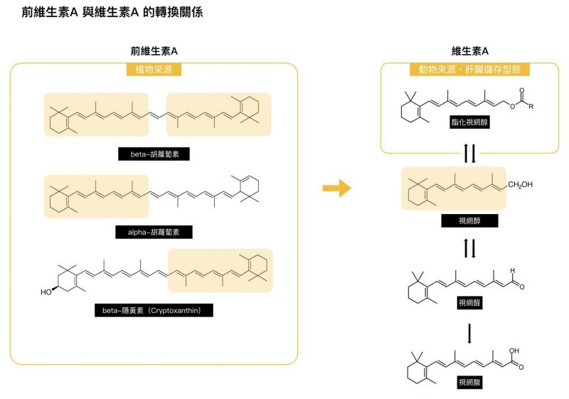 前維生素A 與維生素A 的轉換