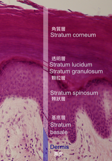 人類表皮層的結構。維他命 D 在基底層與棘狀層合成，黑色素則是由位在基底層的黑色素細胞合成，並散佈到表皮層裡