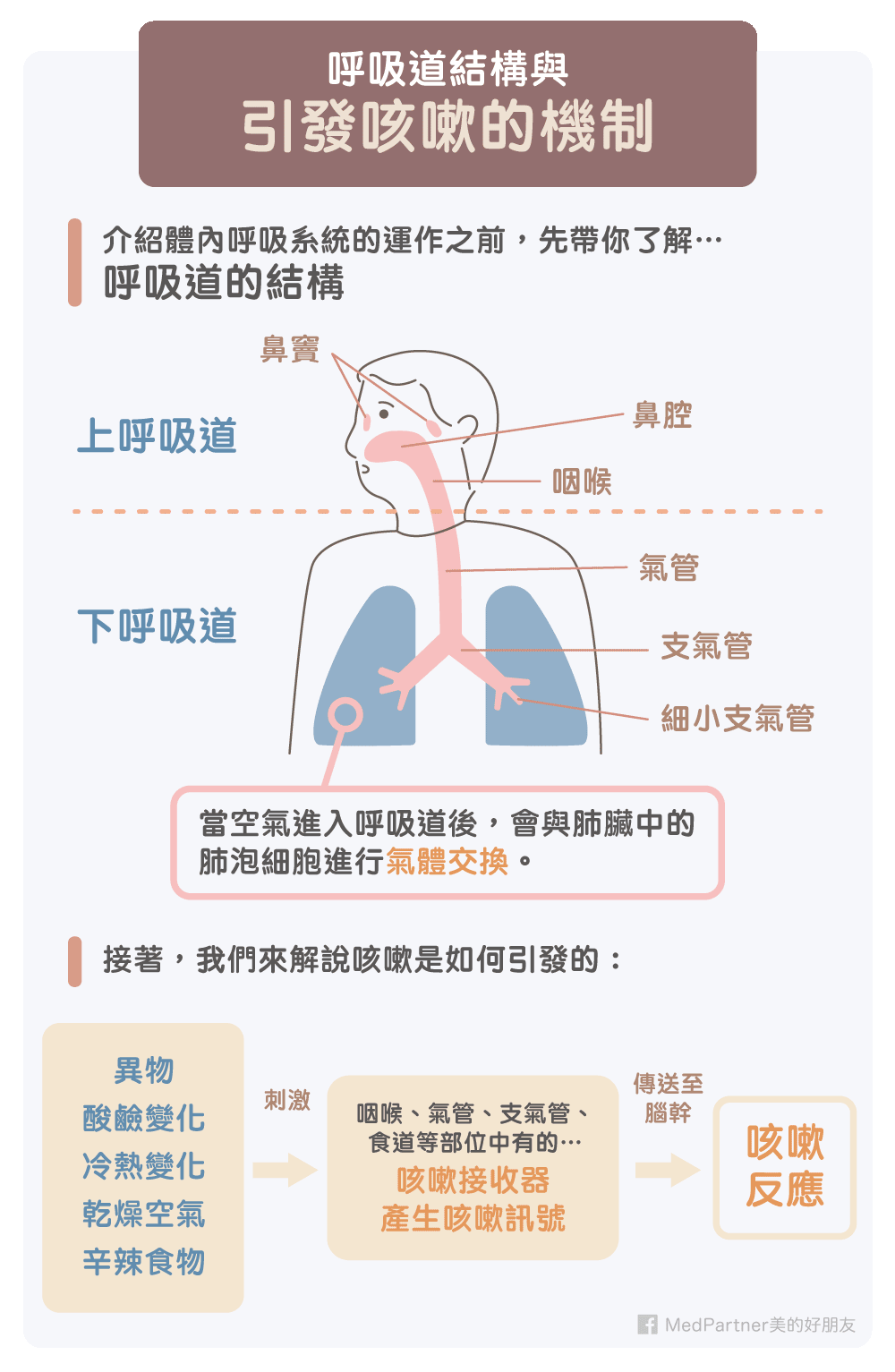 呼吸道與引發咳嗽的機制