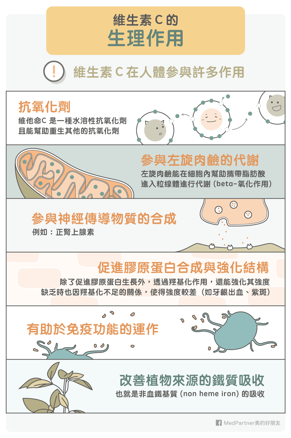 維生素Ｃ的生理作用