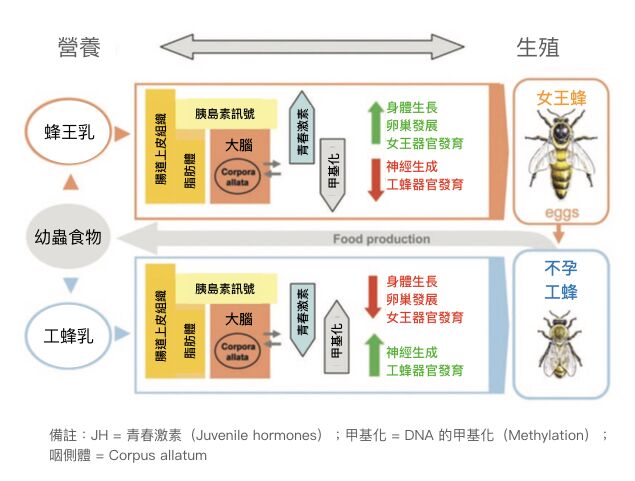 蜂王台发育每日过程图图片