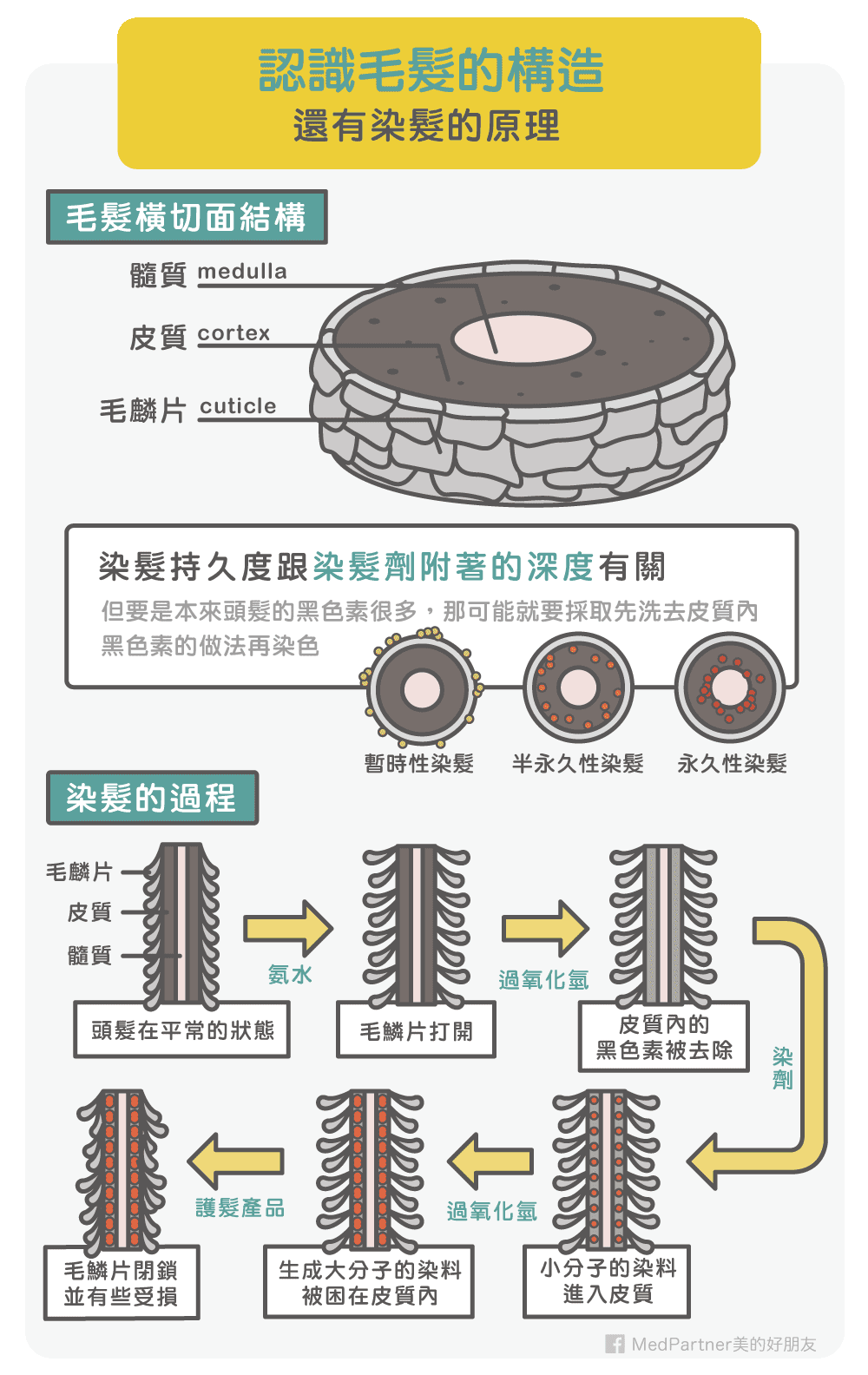 毛髮構造與染髮原理