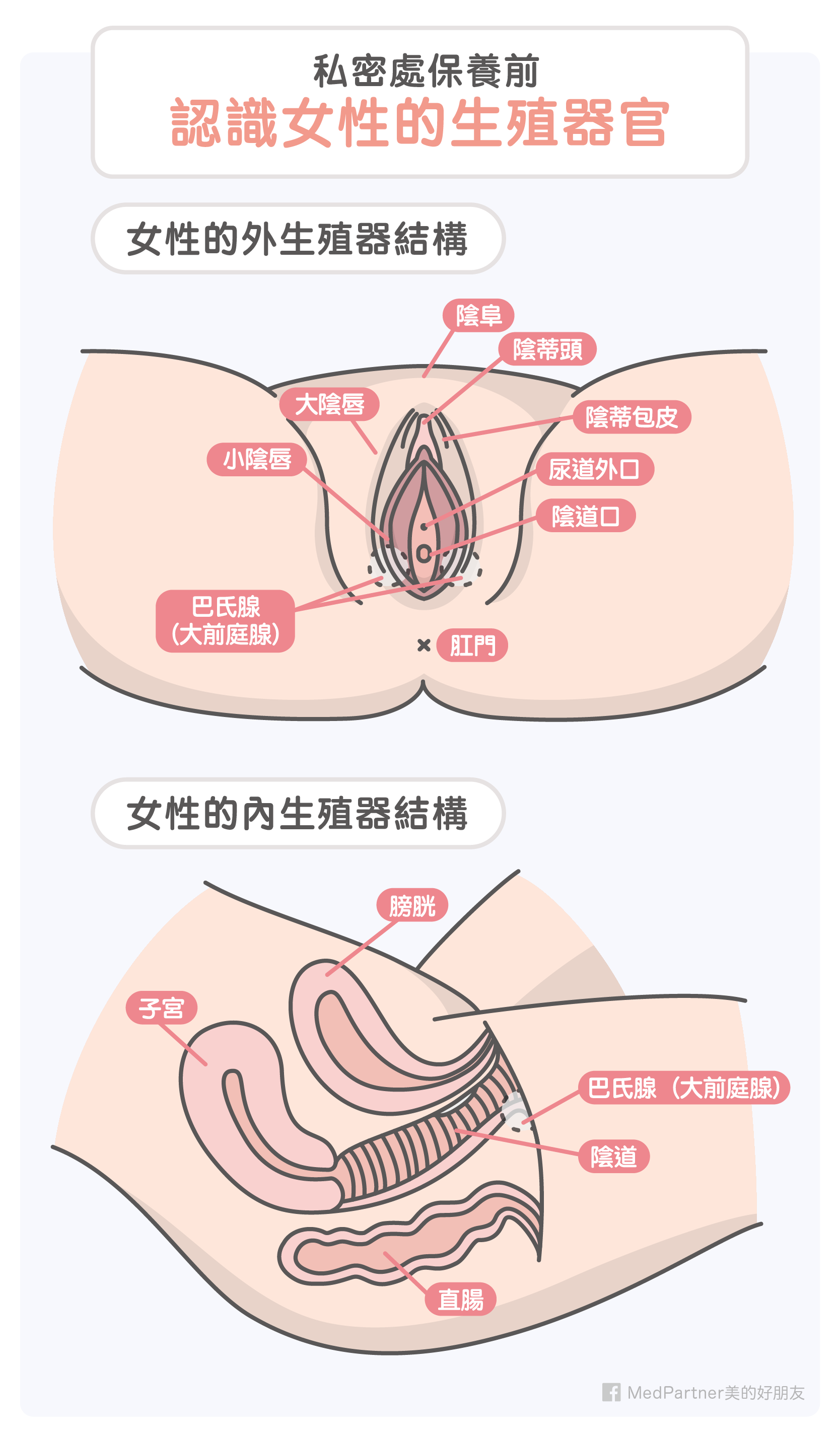 私密處保養-生理構造