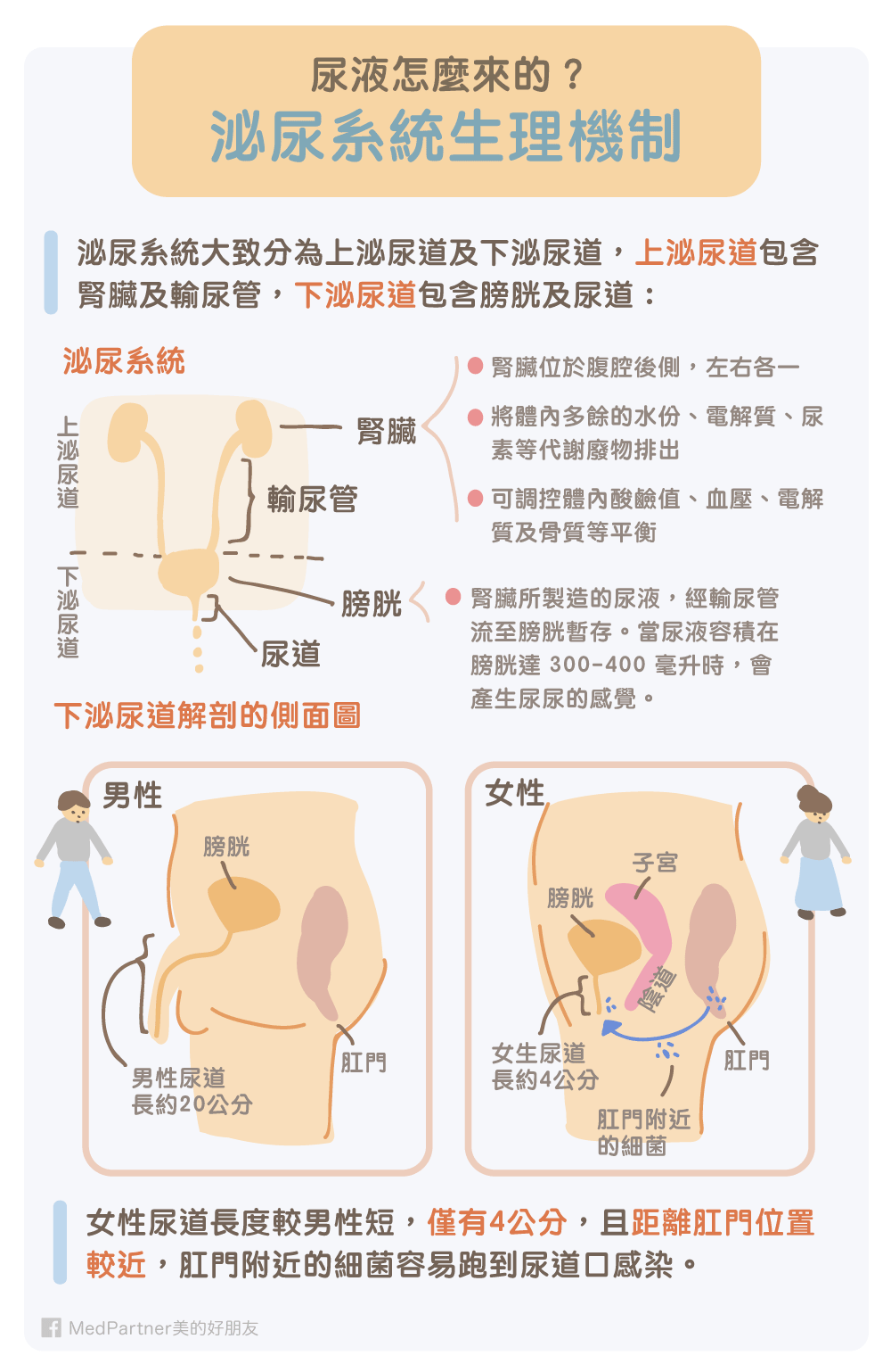 膀胱炎和尿道炎怎麼辦 如何治療與預防 醫師圖文解說 美的好朋友