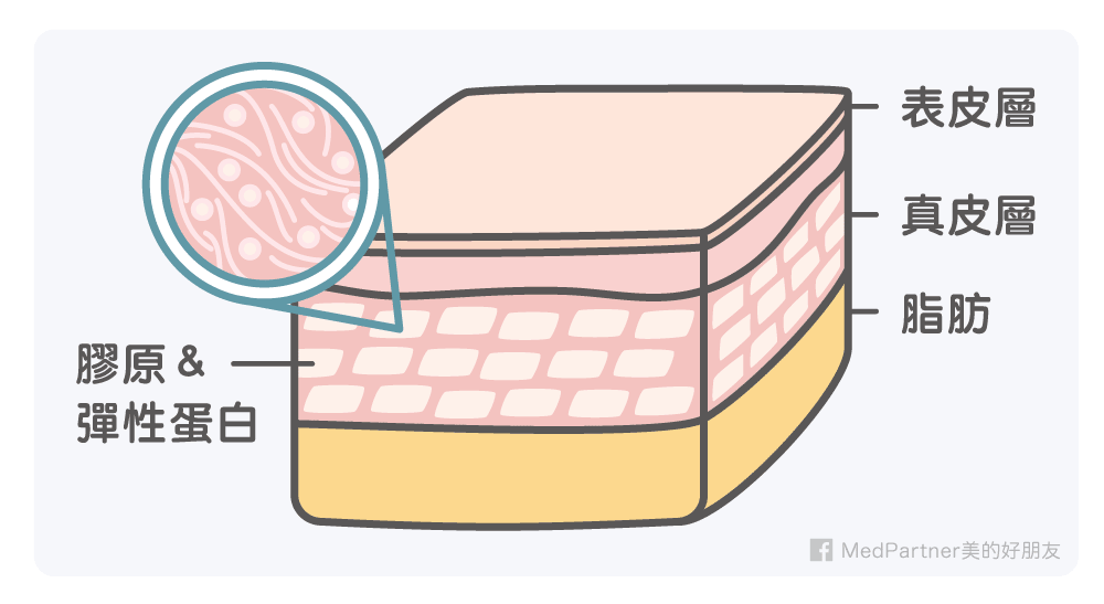 膠原蛋白_支撐皮膚