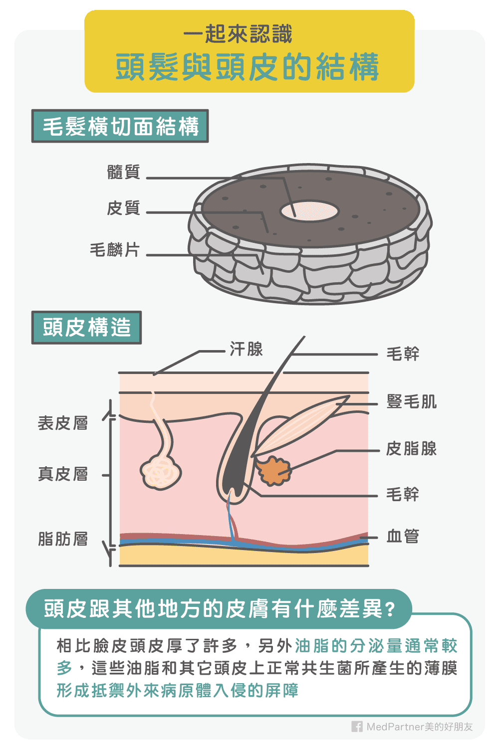 頭髮與頭皮的結構