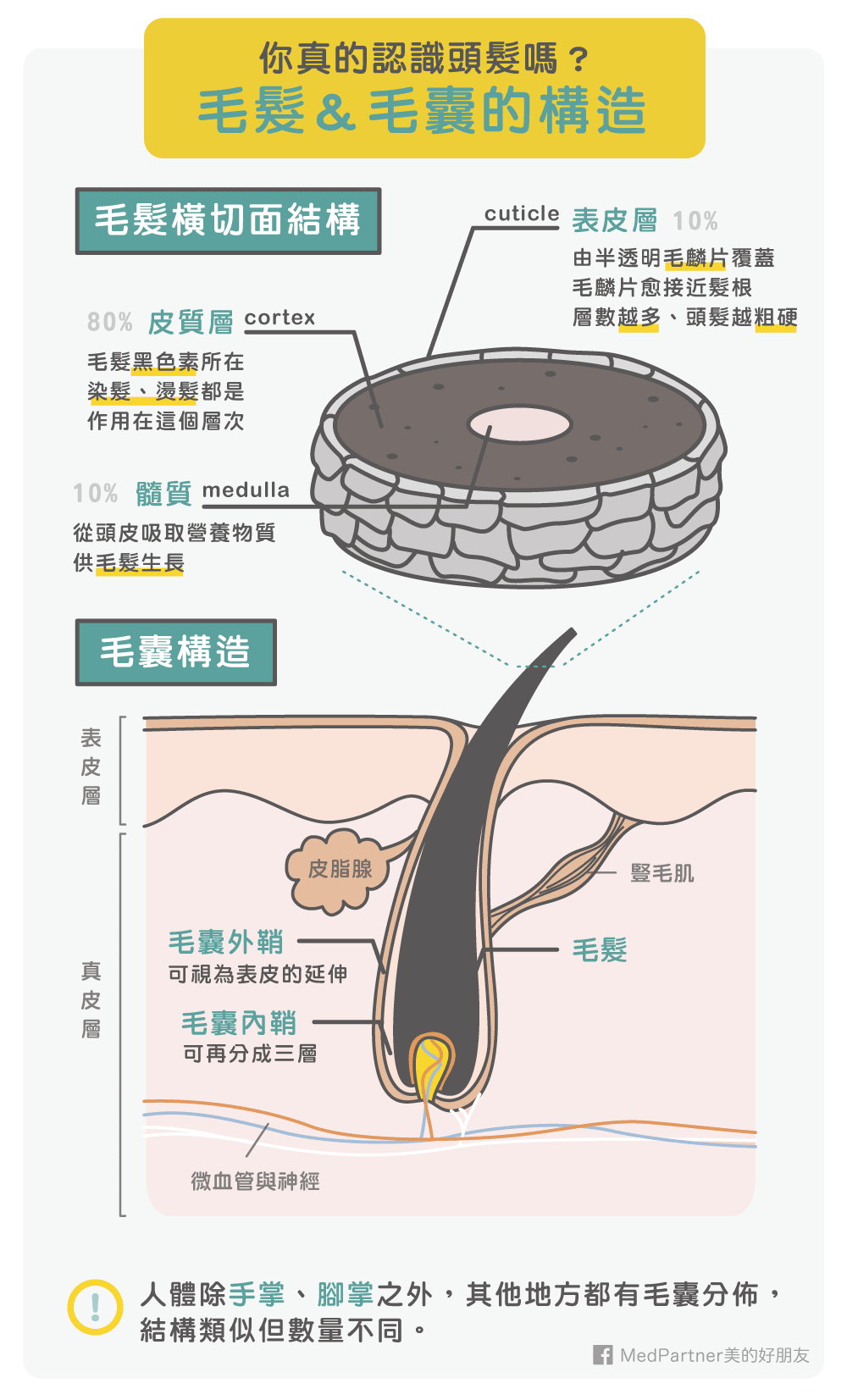 毛髮以及毛囊的構造