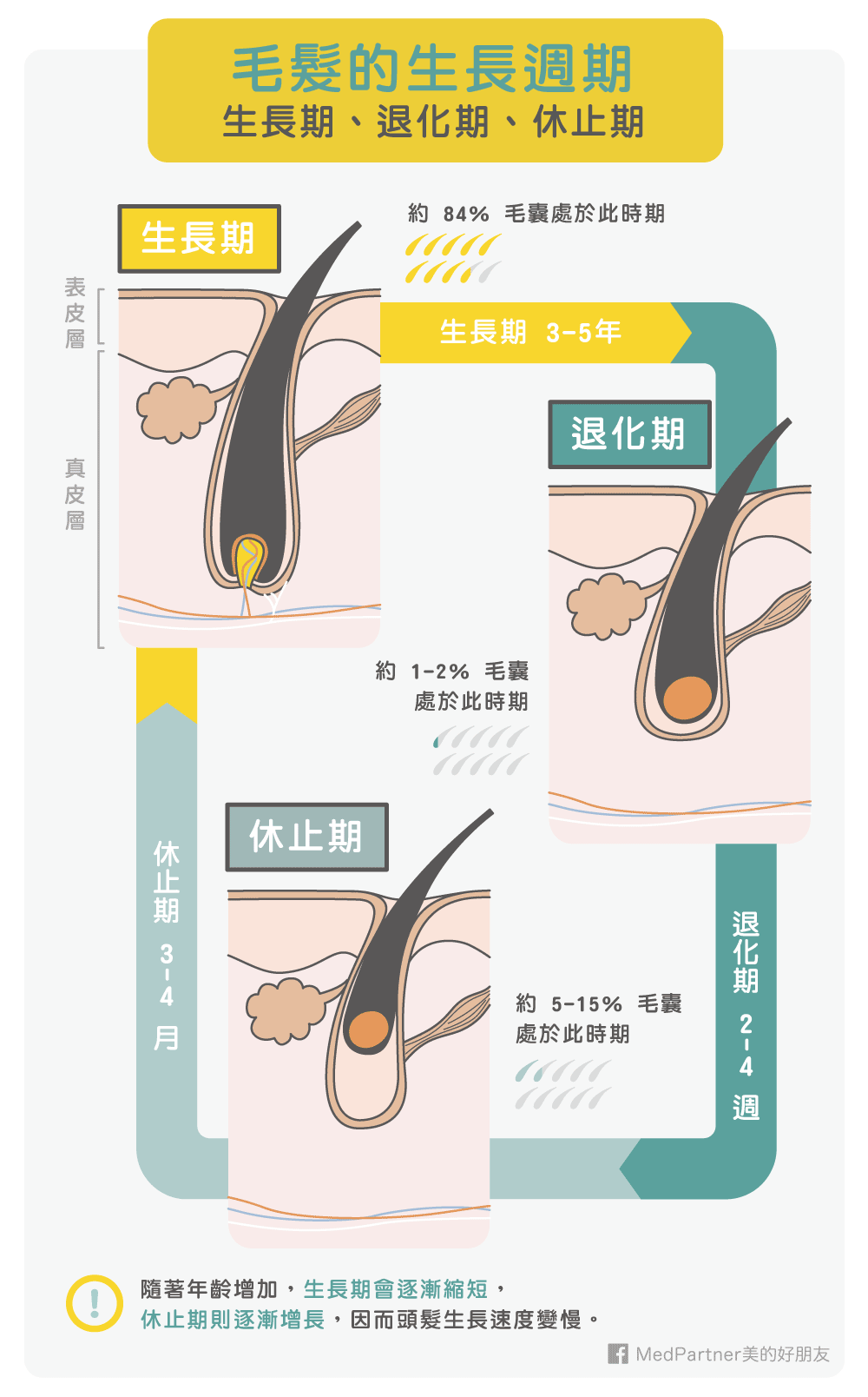 毛髮的生長週期