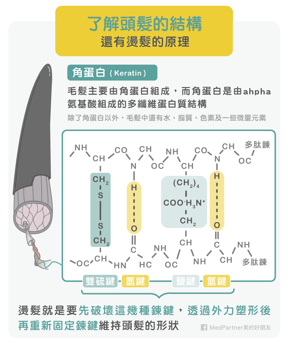 燙髮_頭髮結構