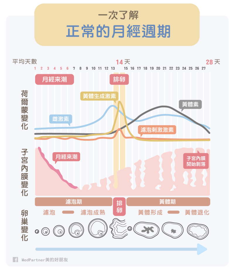 正常的月經週期