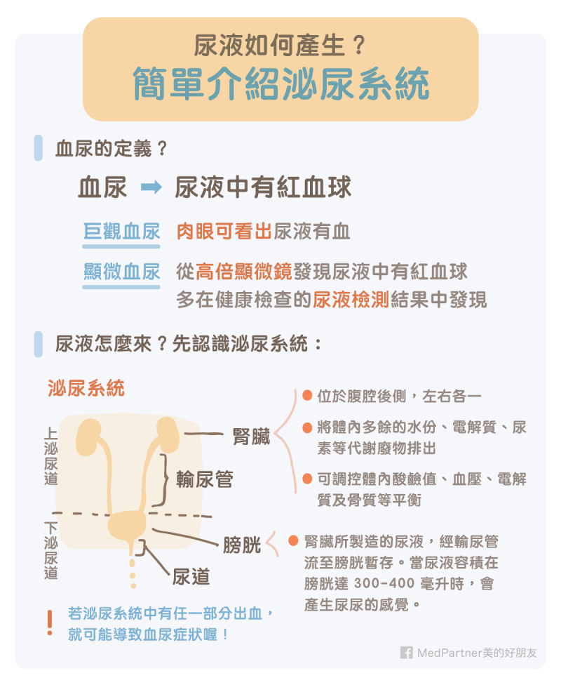 泌尿道系統簡介