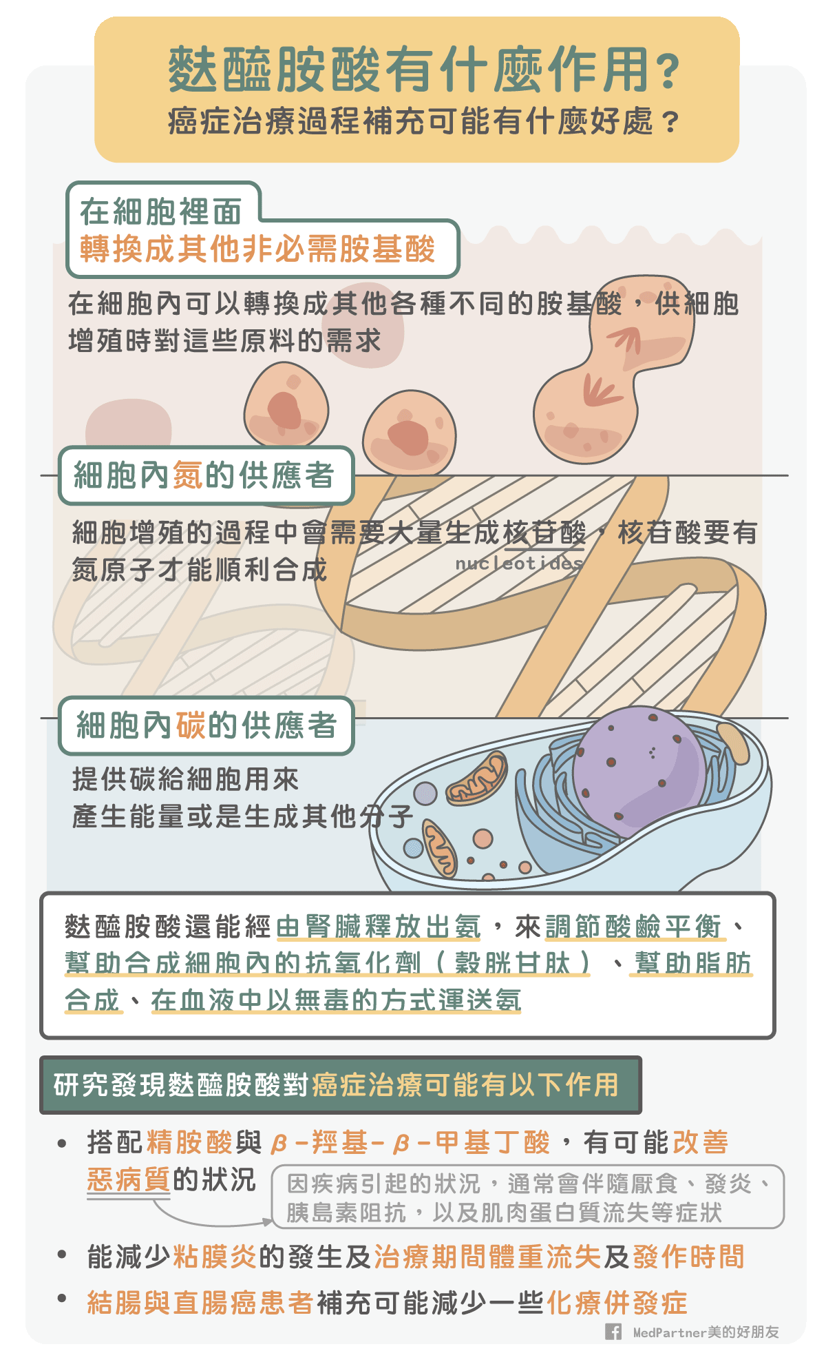 麩醯胺酸的生理作用