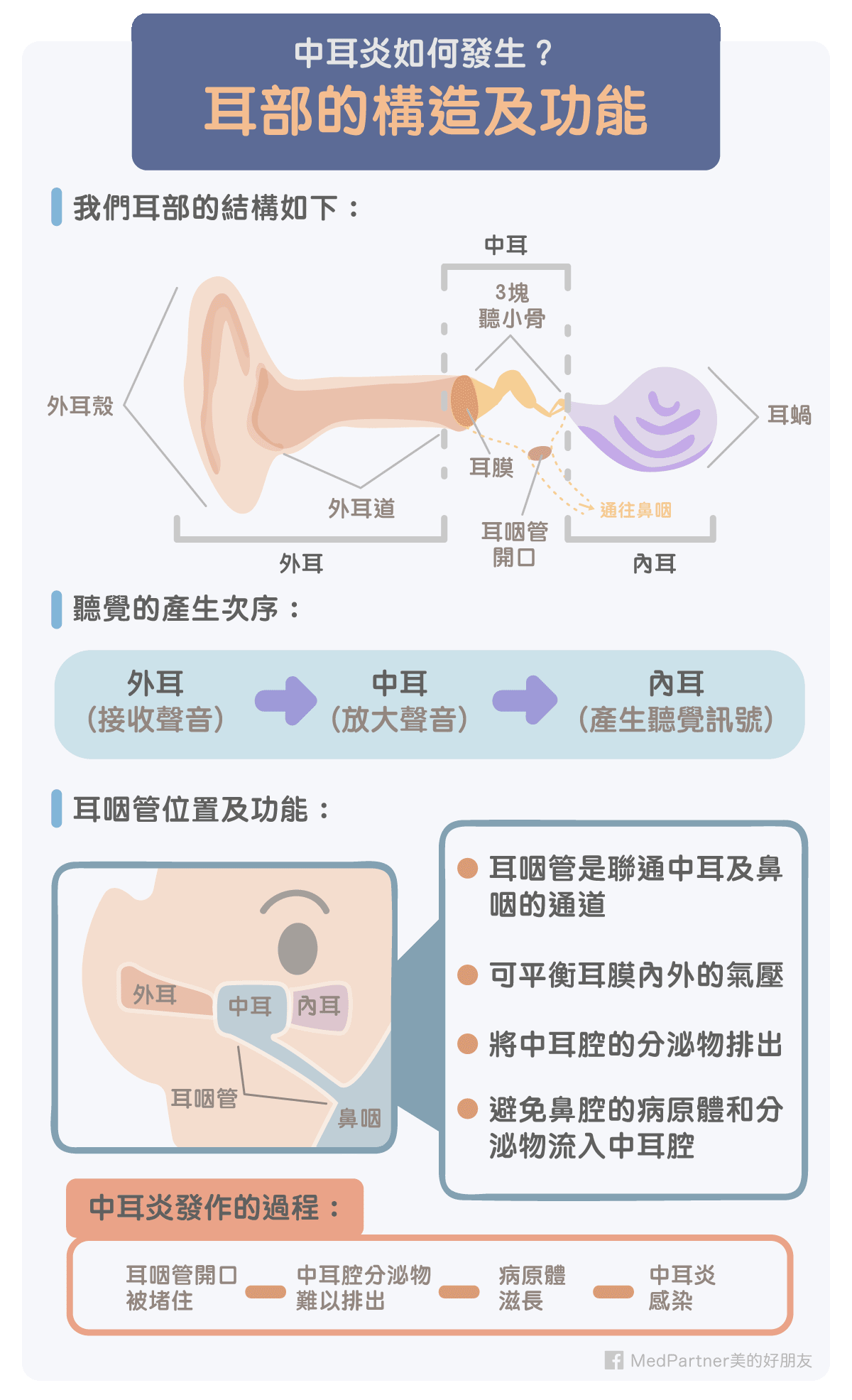 耳部的構造及功能