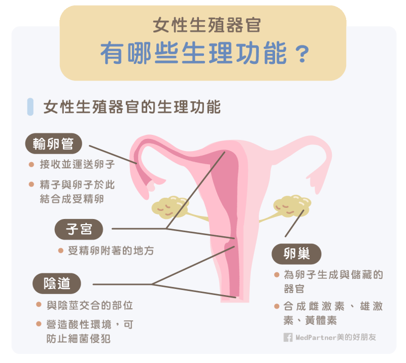 女性生殖器官的生理功能