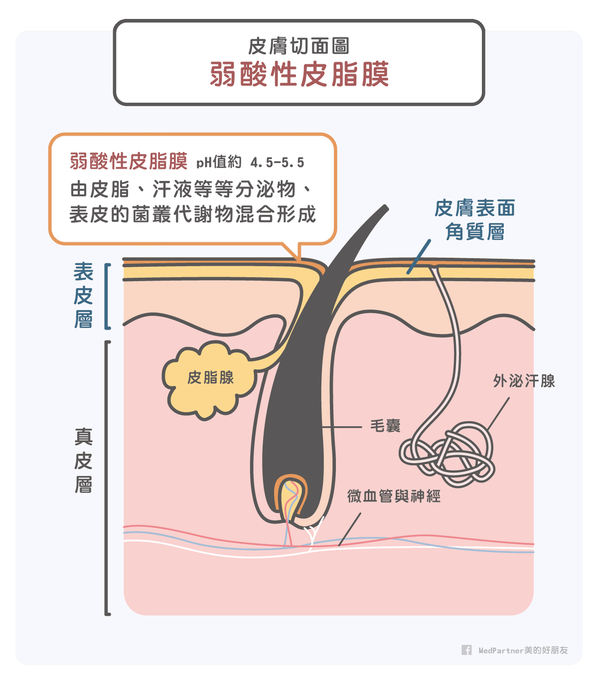 皮脂膜