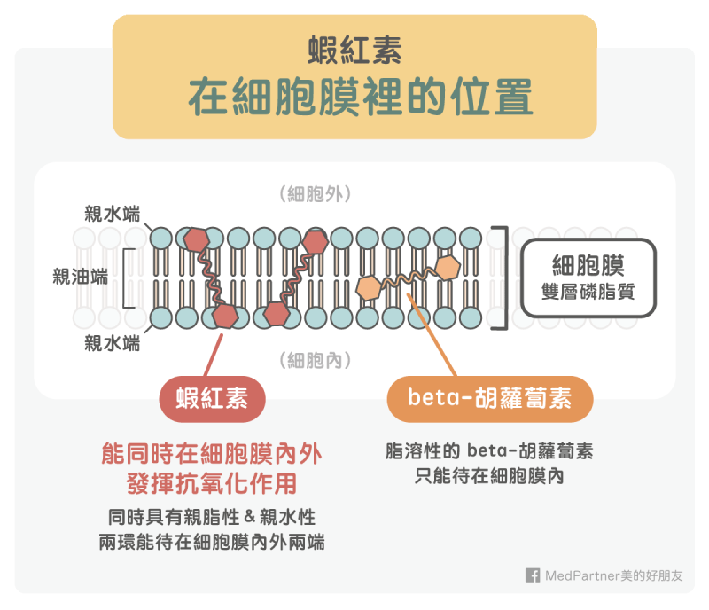 蝦紅素在細胞膜的位置