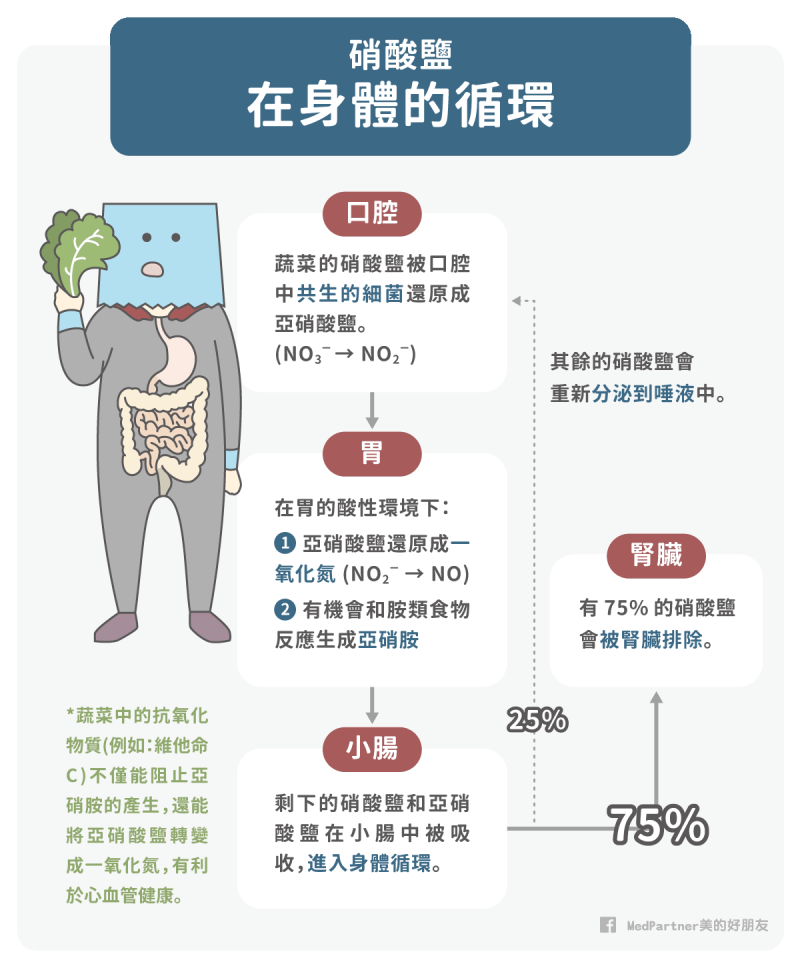 亞硝酸鹽_體內循環