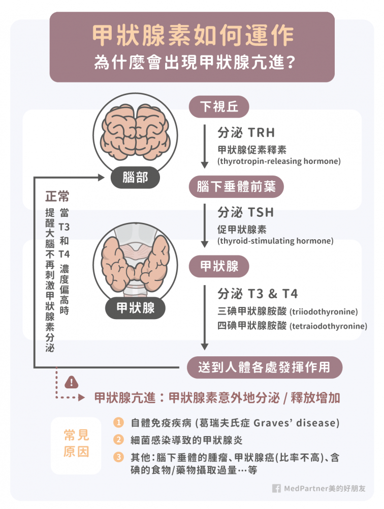 甲狀腺素的運作機制