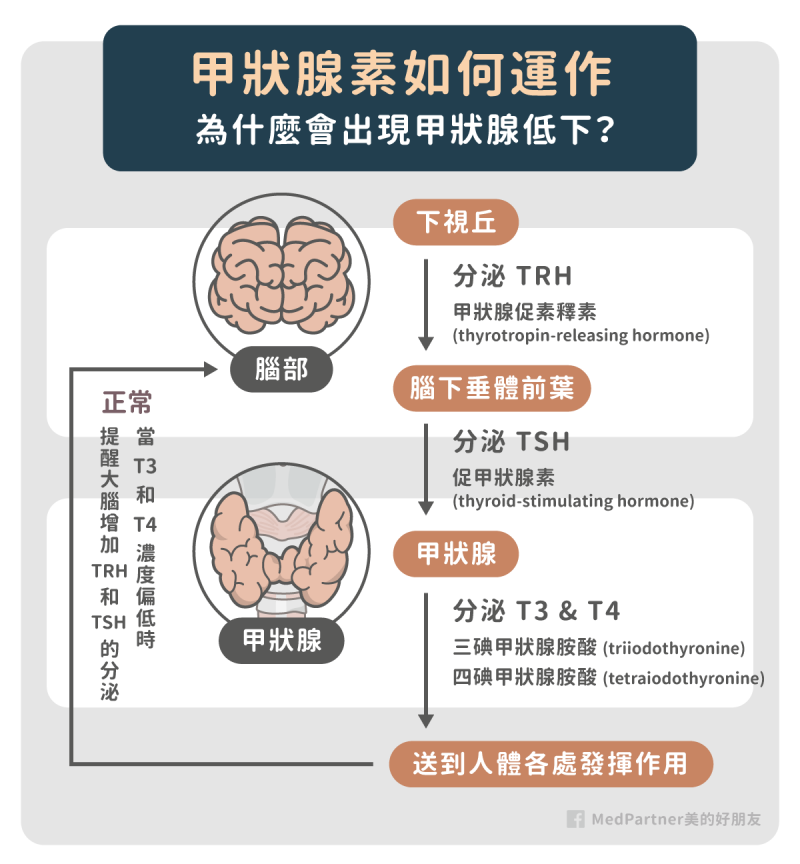 甲狀腺低下的症狀有哪些 如何治療與保養 醫師圖文解說