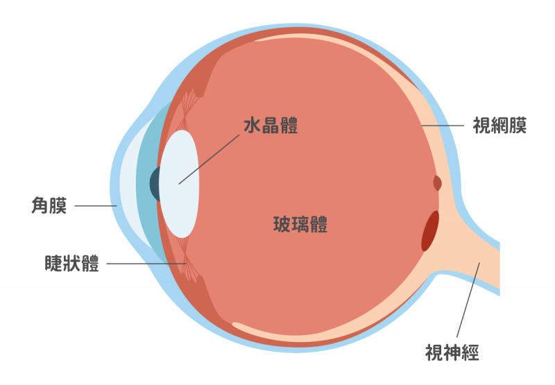 飛蚊症前的正常眼球構造